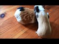 Guinea Pig: Opening Credits
