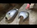 Amazing Manufacturing process of Motorcycle Fuel Tank With minimal tools