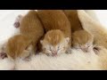 All Kittens Share the Same Coat! Kittens born 3 days ago look so cute