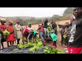 Trang trại 2Q Vlogs thu hoặch rau đi bán ở Chợ đầu mối || Tony Phong cuộc sống Châu Phi