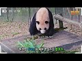 (SUB) What Are The Names Fubao Chose For Her Twin Sisters?🐼│Panda World