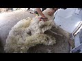 Blade shearing a Stroppy Perendale Ewe