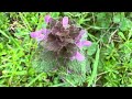 Lamium purpureum, March 14, 2024