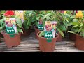 B&Q  Garden Center Tour UK  🇬🇧 | Houseplants and Outdoor Plants 2024  |