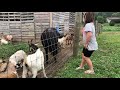 Addy, pony and the goats