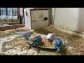 8 Minute Budgies Sounds, Budgies Feeding Time Relax ASMR HD 1080P 60FPS