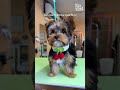 Adorably Sassy Yorkie Gets Amazing Grooming Transformation!