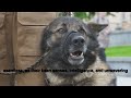 German Shepherd's in Military and Police Divisions #2024 #knowledge
