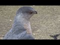 Cooper's hawk vs. Eurasian collared dove + window