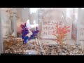 Cold water Guppies at 17 1/2wks