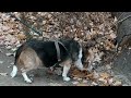 Lucy the beagle visits Jordan Creek park