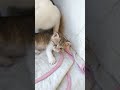 kittens with their mom | ام البزازين