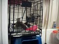 Kitten Playing in his cage.