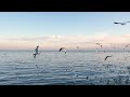 The Impressive Life of Animals 8K 60fps ULTRA HD • Nature Sounds Relaxing Music with Birds Chirping