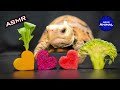 ASMR EATING 4 FOODS MUKBANG 🐢 Turtle Tortoise 117