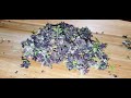 Most Purple Weed I've Seen & Its Full Of Seeds (Purple Amnesia Cannabis Seed Harvest)