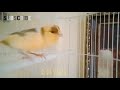 SUARA BURUNG KENARI#viral