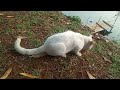 KUCING LAGI MAKAN ADA KUCING LAIN KABUR