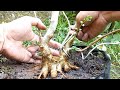 Tahap Lanjutan Program Akar Bahan Bonsai Sancang di Lahan Ground