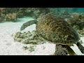 Sea Turtles 8K ULTRA HD - Lost In The Enchanting World Of The Ocean's Most Beautiful Fish
