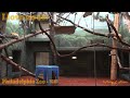 Philadelphia Zoo Golden Lion Tamarins on Opposite Sides of Exhibit