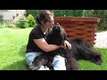 Lazy day with Newfoundland's