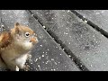 Red squirrels barking calling please 🙏 Subscribe to my YouTube channel #trending