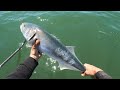 HUGE BLUEFISH & STRIPED BASS invading the bays…..Spring 2024
