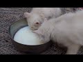 Naughty kittens | Turkish angora cat | Cute Feline #foryou #cutenessoverload #youtube