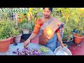 Unlimited vegetables Harvest | మిద్దె తోటలో కూరగాయల వర్షం | ఎంత కోసినా తరగని వంకాయలు