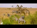 Stunning wildlife (4k Ultra HD) -calm landscape film with an exciting soundtrack