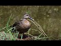 2024年7月28日！加茂町！今日のカルガモ達🦆🦆🦆