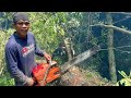 Woodcutting skills… Take down 2 huge trembesi trees, Husqvarna 3120xp.