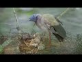Wings and Feathers: The Life of Birds / wildlife / kingdom/ Nature/ Full episode