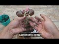 Grow Begonia plant from cuttings-simple method