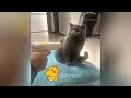 Funniest Cats and Dogs Videos 🤣 Funny Animal Videos 2024 😅