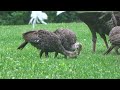 Wild Turkey Babies [Part IV]