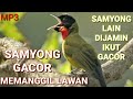 Suara Burung Samyong Gacor l Suara Samyong Memanggil lawan l Masteran Burung Samyong