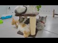 New Funny Cats and Dogs Videos 😘 Funny Animal Moments 2024 🐈😍