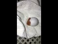 My weird egg hatched!!