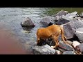 Dog Meets Colorado River.
