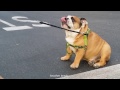 English Bulldog struggles with long walks