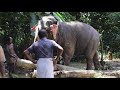 A Sri Lankan Elephant Loading logs with its enormous power