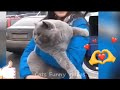 Funny Cat Videos 2024 try not laugh_🤣 FUNNY Videos OF Animals Funniest CATS -😹 part 68