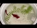 Betta Fish Breeding Procedure | Fighter Fish