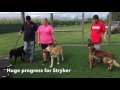 Dog and People Aggressive German Shepherd Transformation