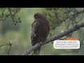 Birds 4k: The most amazing birds of the world/Birds ofRainforest/Nature Film & Nature Sounds,