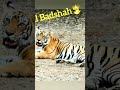 Tiger vs Lion fight | #tiger#lion#fight#tigervslion#bigcats#wildlife#animals