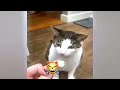 Cute and funny animals video compilation 😹😻 New Funny Catss 2024 🤣🙀