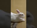 BUNNY HABIT 🐰😂  #bunny #rabbit #animalvideos #housepet